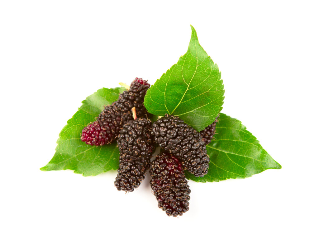 Mulberries and leaves on a white background