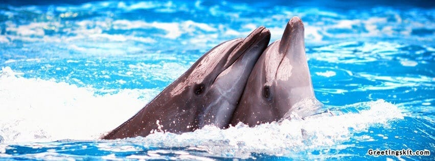 00 Dolphins Couple Facebook Timeline Cover Photo