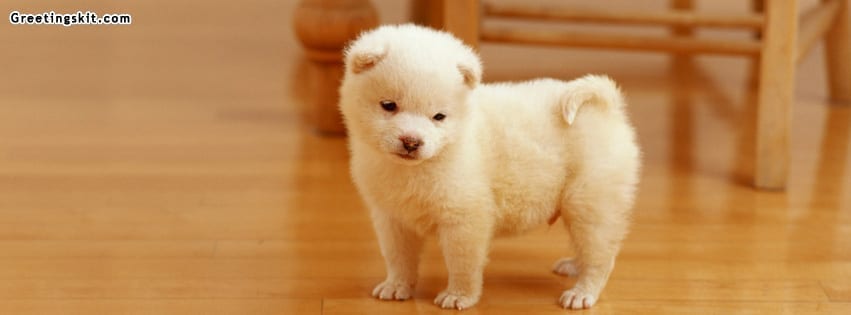 Cute Furry Puppy FB Timeline Cover