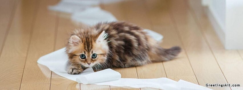 Cute Kitten Facebook Timeline Banner