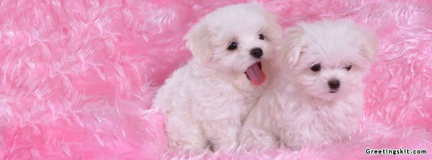 Cute Puppy FB Timeline Cover