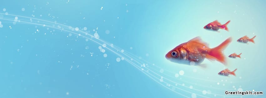 Gold Fish FB Cover