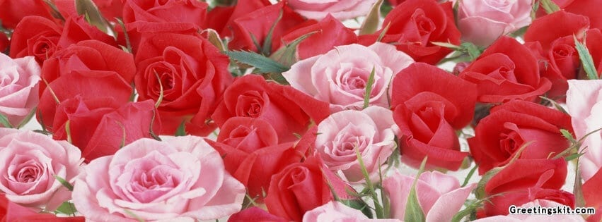 Pink and Red Roses FB Cover