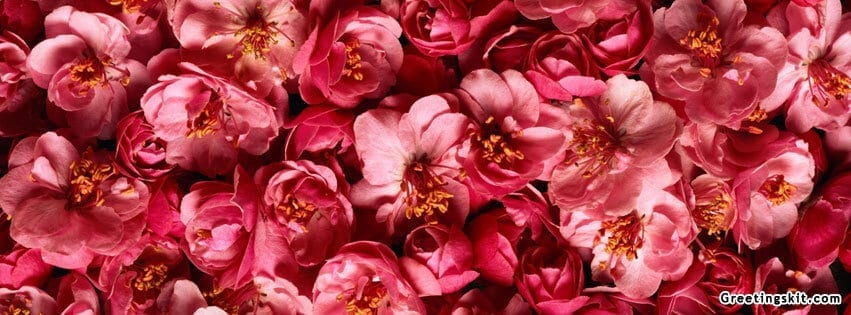 Beautiful Pink flowers Facebook Cover