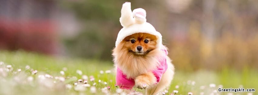 Red Spitz Dog FB Cover