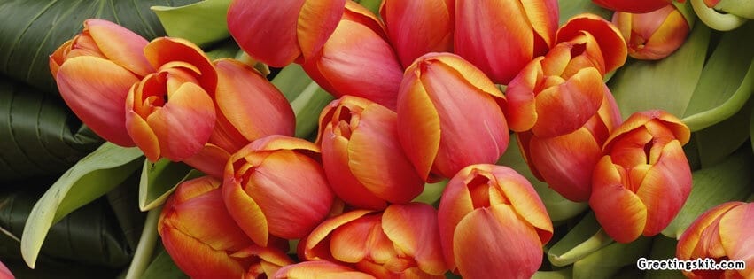 Tulips FB Timeline Cover