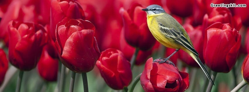 Bird and Red Tulips
