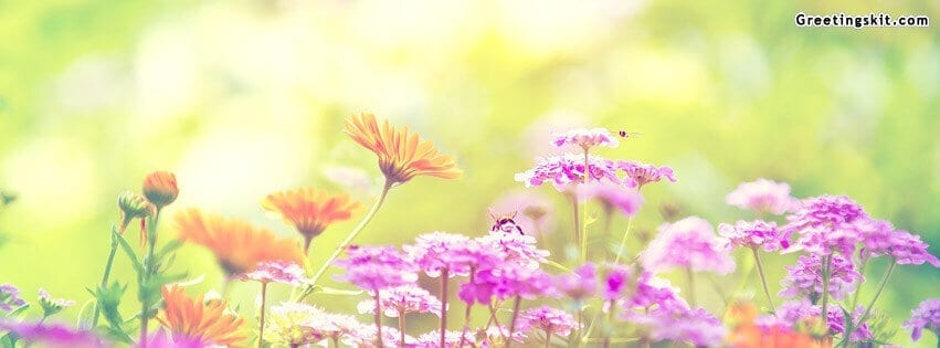 marigold_lilac_purple_flowers-facebook-covers