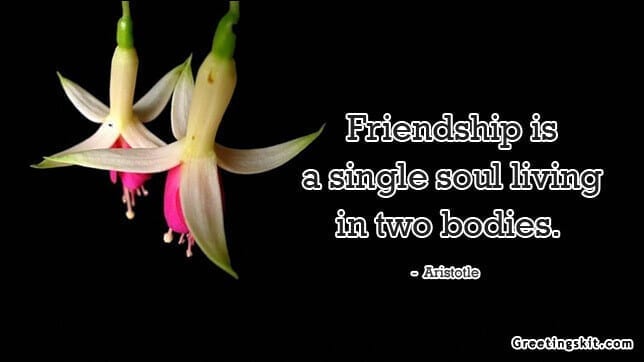 Friendship is a Single Soul – Picture Quote