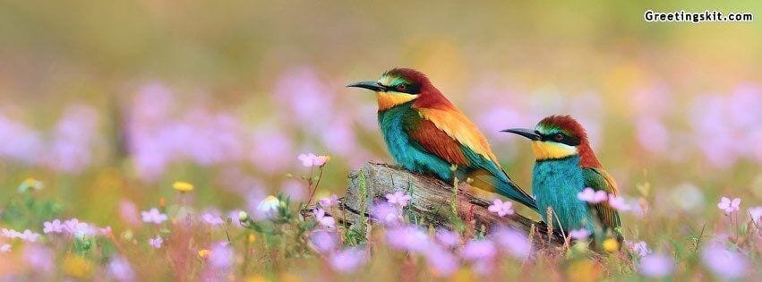 Beautiful Kingfisher Facebook Timeline Cover