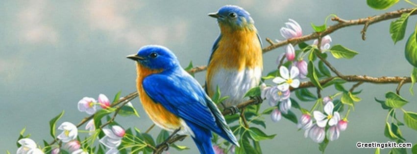 Beautiful Colorful Cute Birds Facebook Timeline Cover