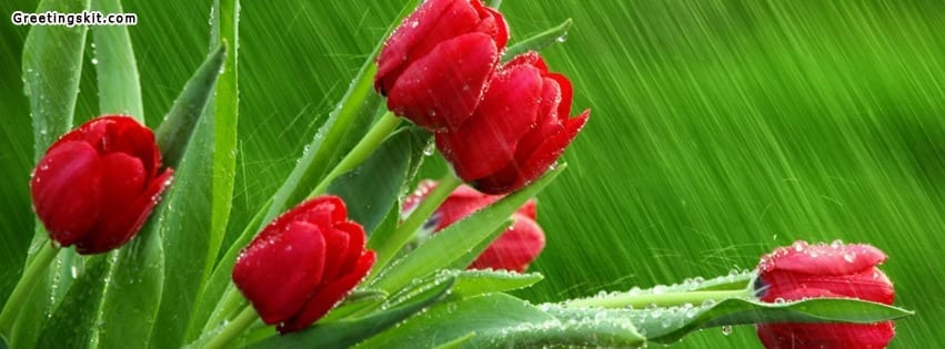 Fresh Red Roses Facebook Timeline Cover