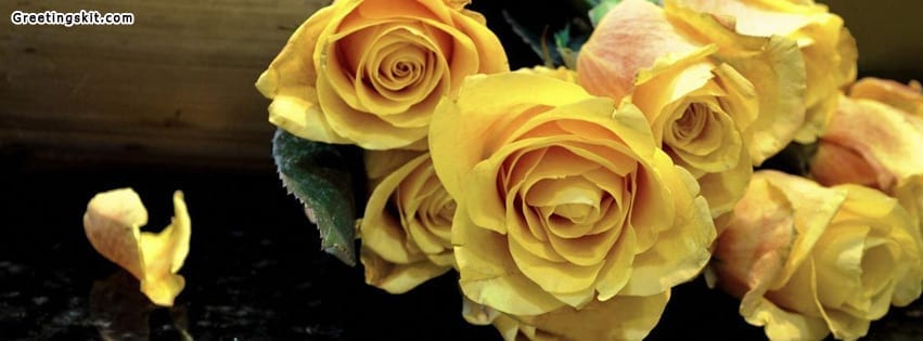 Yellow Rose Facebook Timeline Cover