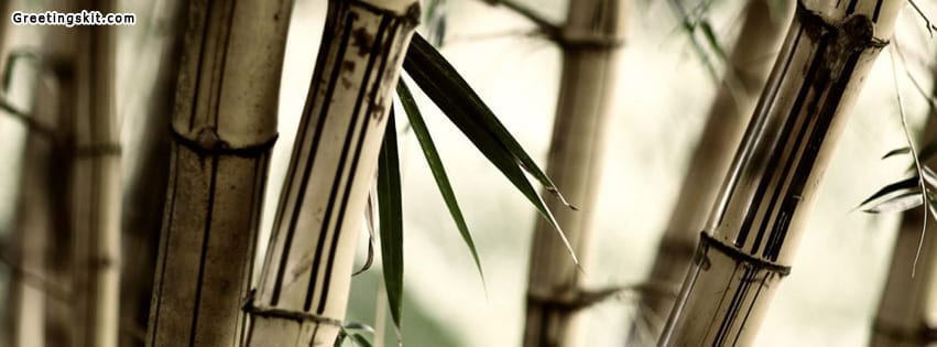 Bamboo Facebook Timeline Cover