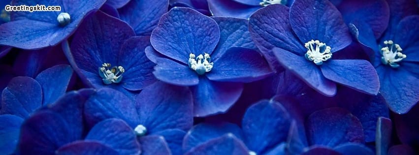 Blue Flower Plant Facebook Timeline Cover