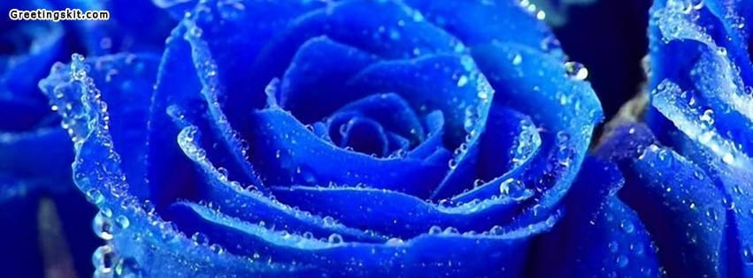 Blue Rose Facebook Timeline Cover