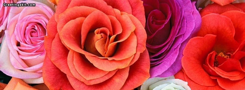Love Blooms Roses Facebook Timeline Cover