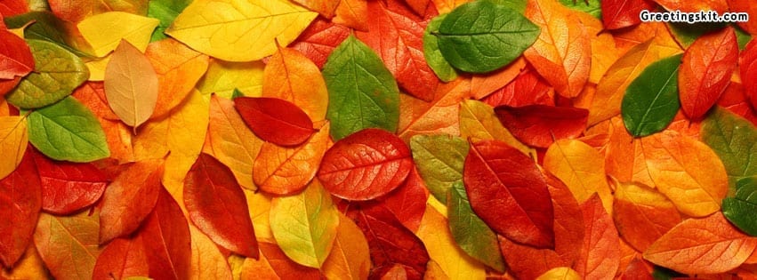 Colorful Leaves FB Cover