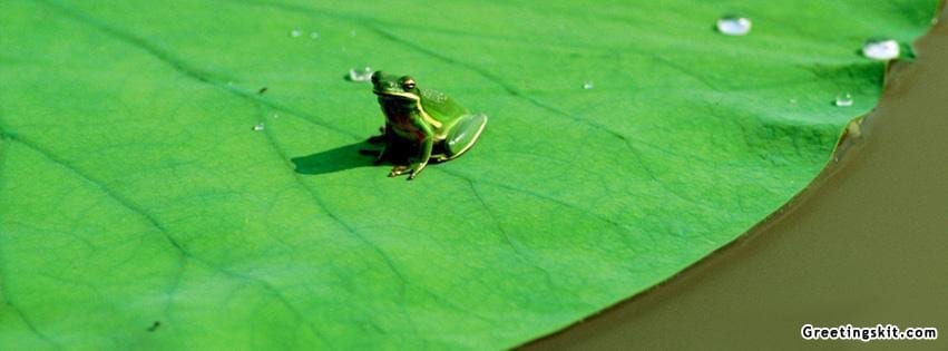 Frog On Lilipad Facebook Timeline Cover
