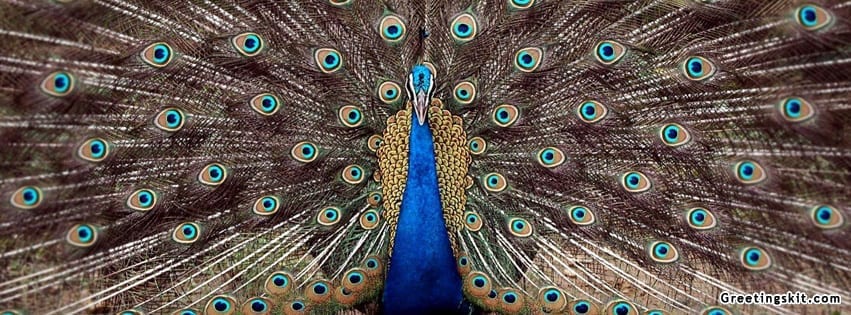 Peacock Facebook Timeline Cover