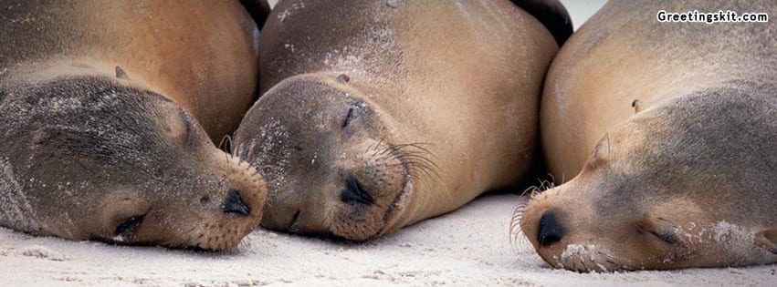 Sea Lions Napping Facebook Timeline Cover