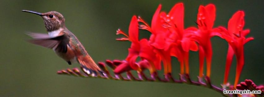 HD Facebook Timeline Cover – Beautiful Humming bird