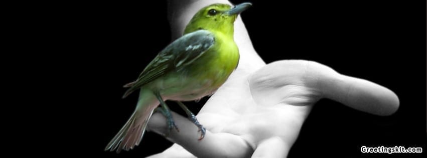 Beautiful Love Bird On Hand Facebook Cover