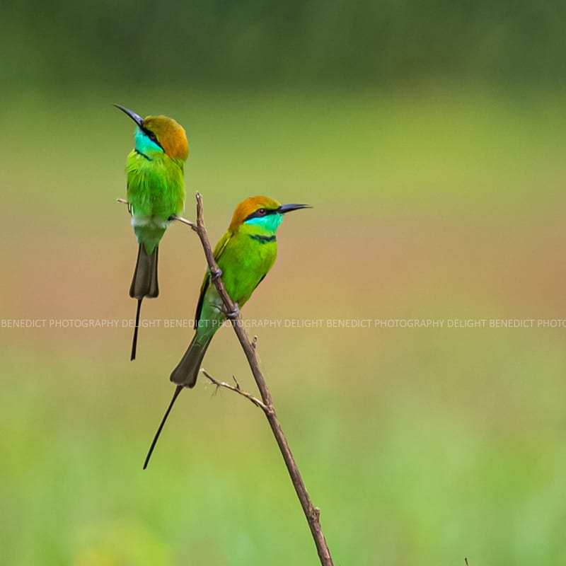 Green bee-eaters perched on a branch