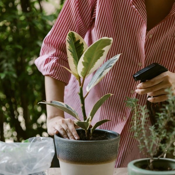 How Indoor Plants Can Improve Your Health