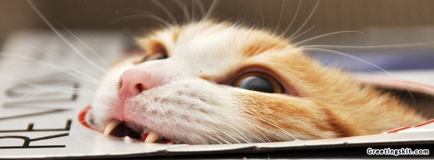 Cat In A Box Facebook Cover