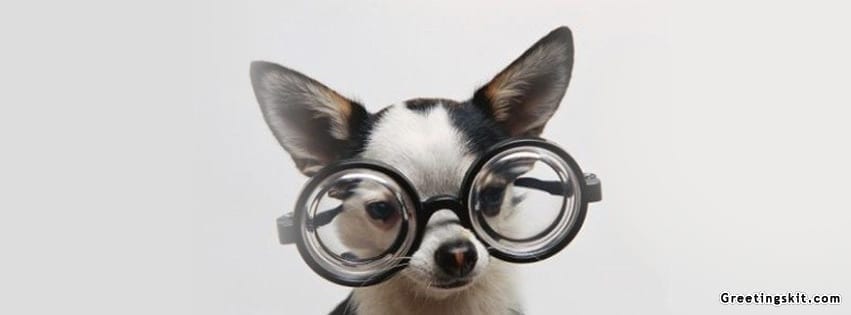 Chihuahua With Glasses Facebook Timeline Cover