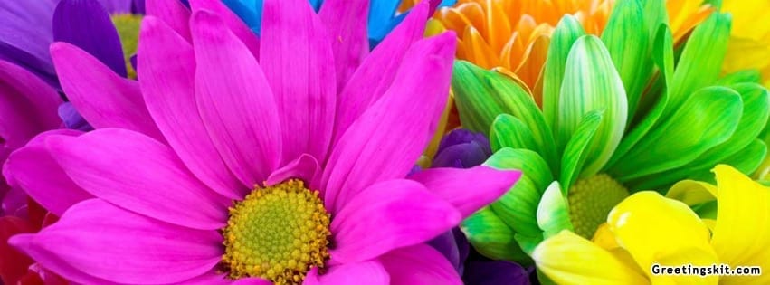 Colorful Flowers FB Timeline Cover
