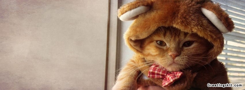 Cute Kitten Facebook Cover