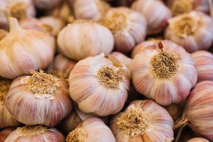 Garlic and its many health benefits