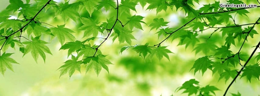 Green Leaves Facebook Timeline Cover