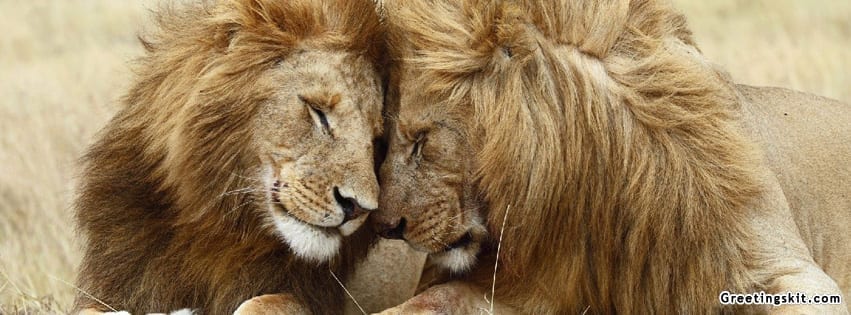 Lion Love Facebook Timeline Cover