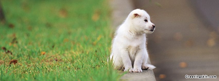 Cute Little Puppy Facebook Timeline Cover Pic