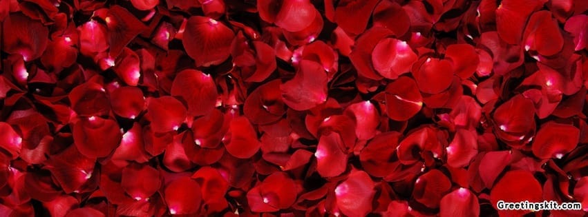 Rose Petals Facebook Timeline Cover Image