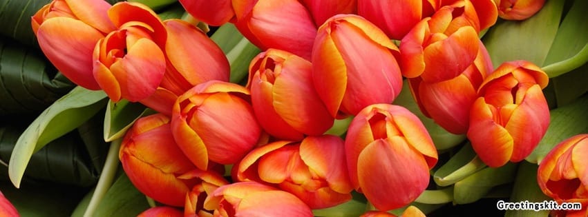 Tulip Flowers Facebook Timeline Cover